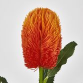 Orange Banksia Stem