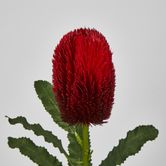 Red Banksia Stem