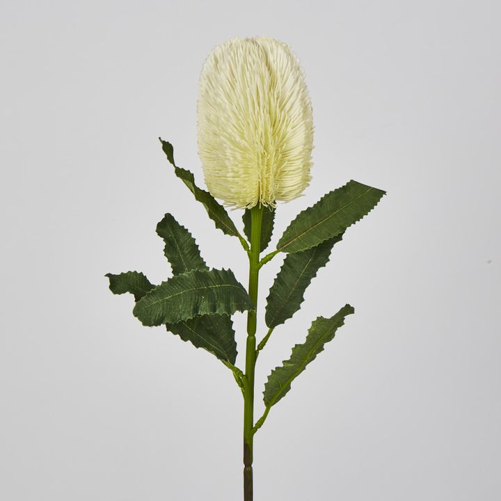 White Banksia Stem