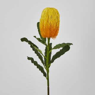 Yellow Gold  Banksia Stem