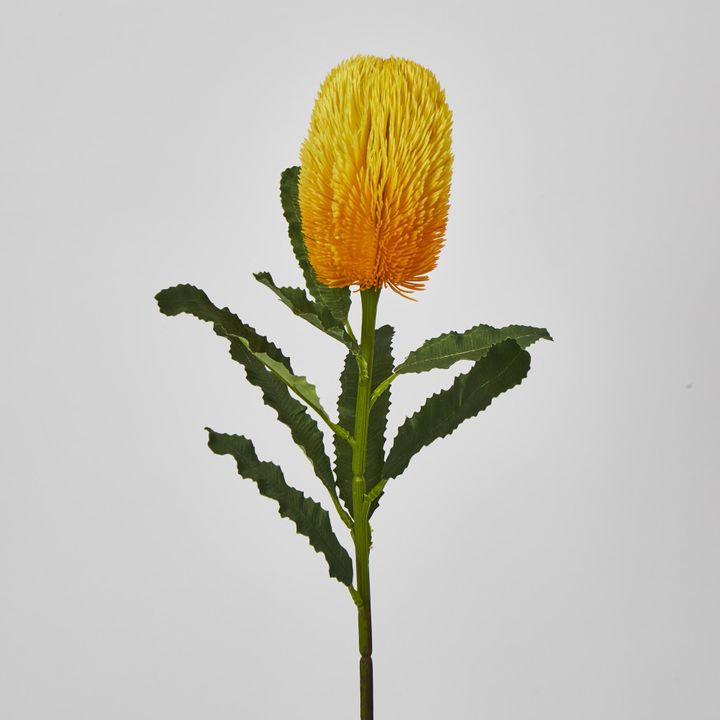 Yellow Gold  Banksia Stem