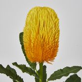 Yellow Gold  Banksia Stem