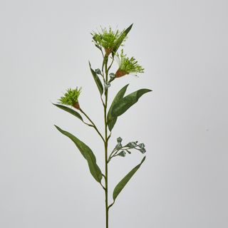 Green Flowering Gum