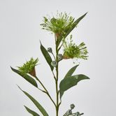 Green Flowering Gum