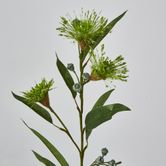 Green Flowering Gum