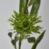 Green Flowering Gum