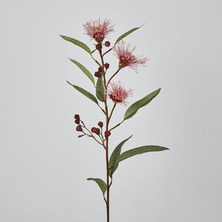 Pink Flowering Gum