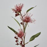 Pink Flowering Gum