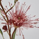 Pink Flowering Gum