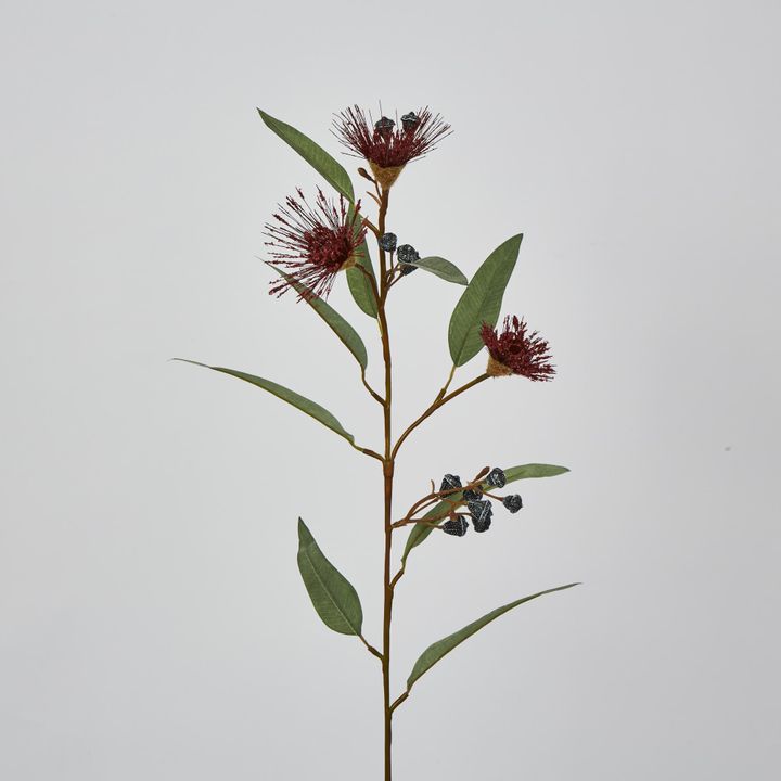 Red Flowering Gum