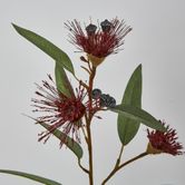 Red Flowering Gum