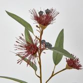 Red Flowering Gum