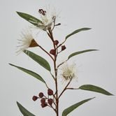 White Flowering Gum