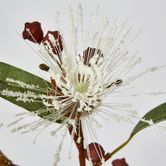 White Flowering Gum