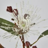 White Flowering Gum