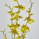 Yellow Dancing Orchid