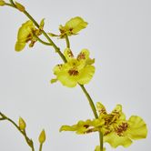 Yellow Dancing Orchid