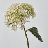 White Short Stem Hydrangea