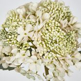 White Short Stem Hydrangea