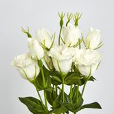 White Lisianthus bundle by 5 Flower and Bud