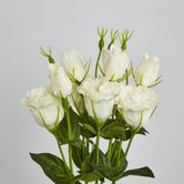 White Lisianthus bundle by 5 Flower and Bud