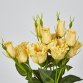 Yellow Lisianthus bundle by 5 Flower and Bud