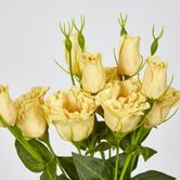 Yellow Lisianthus bundle by 5 Flower and Bud