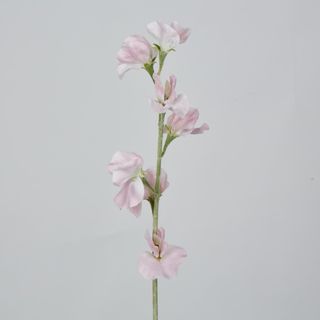 Light Pink Sweetpea