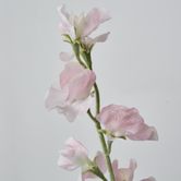 Light Pink Sweetpea