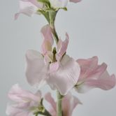 Light Pink Sweetpea