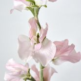 Light Pink Sweetpea