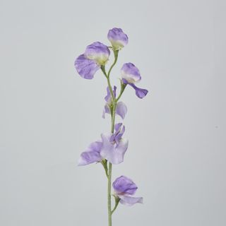 Purple Sweetpea