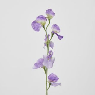 Purple Sweetpea