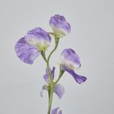 Purple Sweetpea