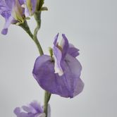 Purple Sweetpea