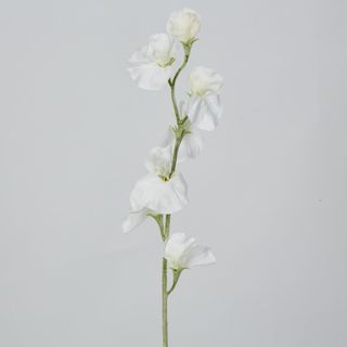 White Sweetpea