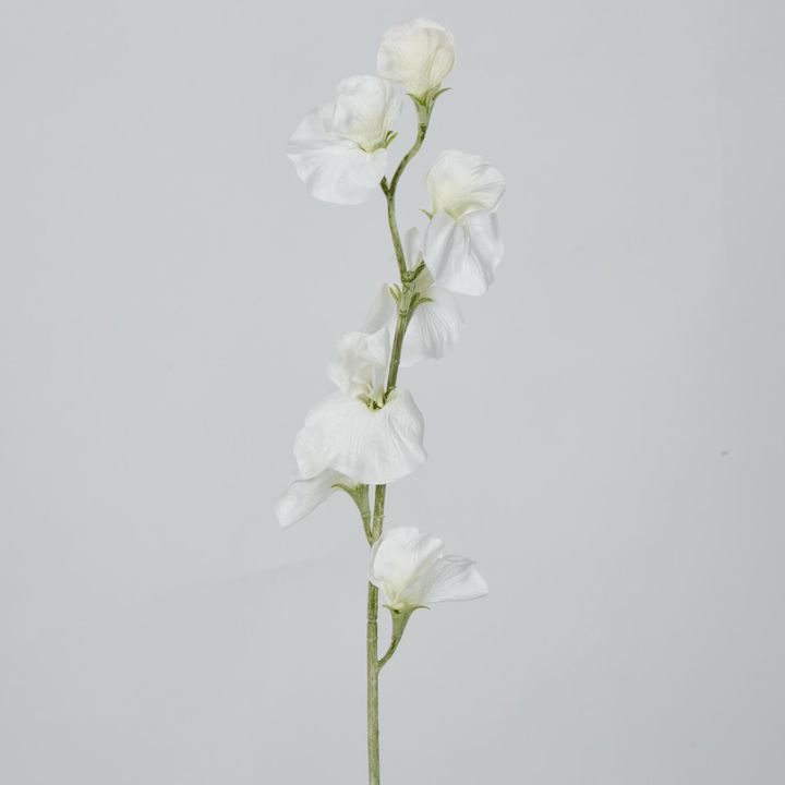 White Sweetpea