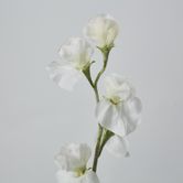 White Sweetpea