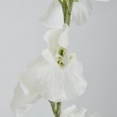 White Sweetpea