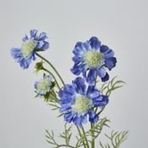 Dark Blue Scabiosa 3 Flowers and 2 Buds