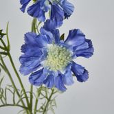 Dark Blue Scabiosa 3 Flowers and 2 Buds