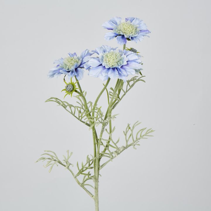 Light Blue Scabiosa 3 Flowers and 2 Buds