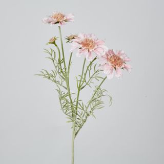 Light Pink Scabiosa 3 Flowers and 2 Buds