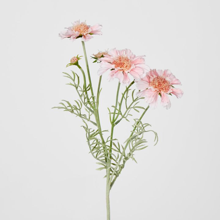 Light Pink Scabiosa 3 Flowers and 2 Buds