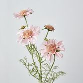 Light Pink Scabiosa 3 Flowers and 2 Buds