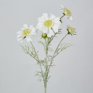 White Scabiosa 3 Flowers and 2 Buds