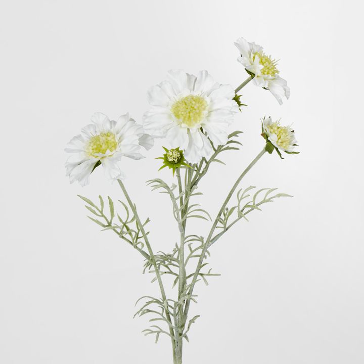 White Scabiosa 3 Flowers and 2 Buds