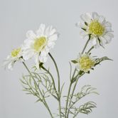 White Scabiosa 3 Flowers and 2 Buds