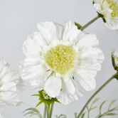 White Scabiosa 3 Flowers and 2 Buds