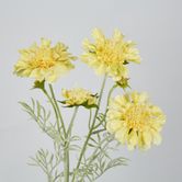 Yellow Scabiosa 3 Flowers and 2 Buds